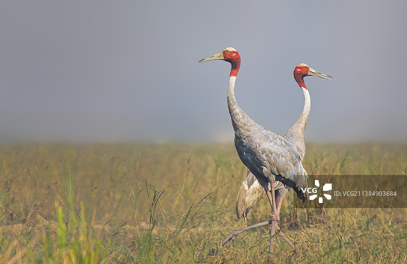 高大的沙罗鹤站在田野里的侧视图图片素材
