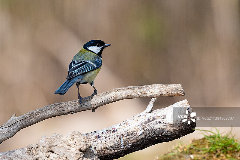 山雀栖息在树枝上的特写图片素材