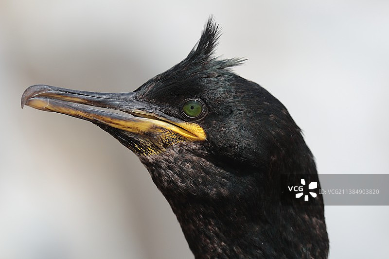 英国诺森伯兰郡回头看的翠鸟特写图片素材