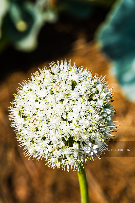 洋葱花，田野上白色开花植物的特写图片素材