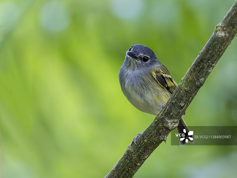 歌带鹟栖息在树枝上的特写，地点：哥斯达黎加埃雷迪亚省图片素材