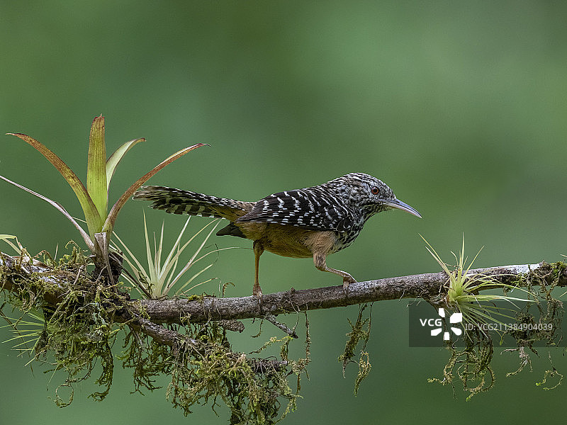 歌带鸫栖息在树枝上特写，哥斯达黎加图片素材