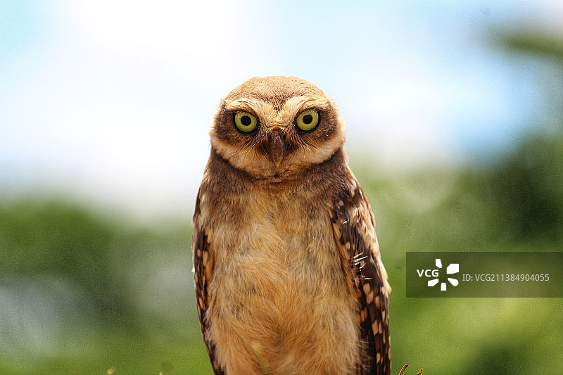 栖息在田野上的猫头鹰特写图片素材