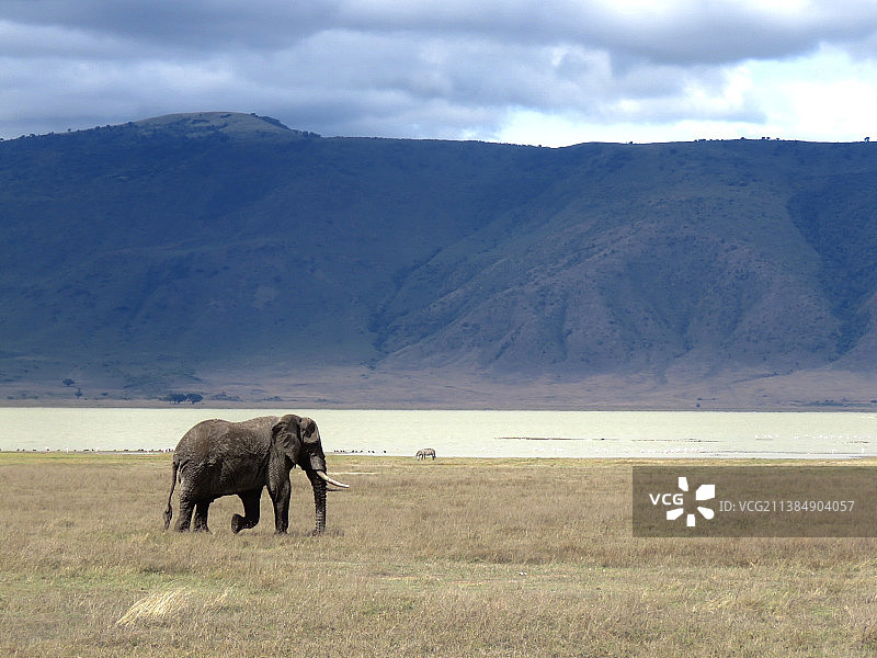坦桑尼亚恩戈罗恩戈罗火山口，田野里行走的大象的侧视图图片素材