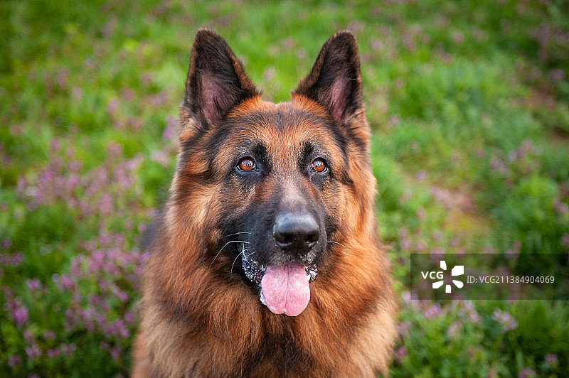 德国牧羊犬特写图片素材