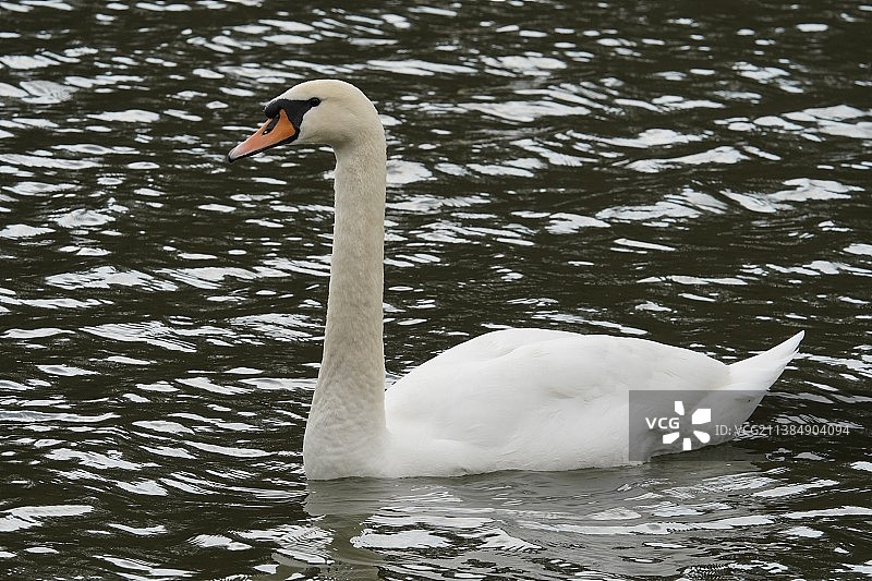 湖中游泳的天鹅特写，塞尔维亚索特斯科湖图片素材