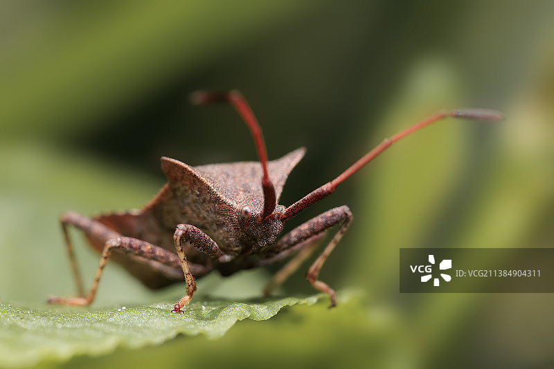 叶子上的昆虫特写，意大利比萨省卡恰卢皮博斯科迪塔纳利自然保护区图片素材