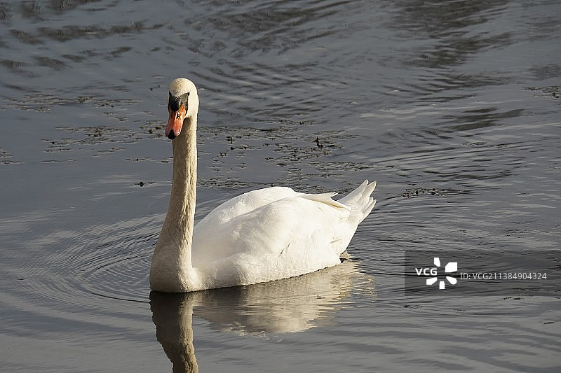 湖中游泳的疣鼻天鹅特写，塞尔维亚索特斯科湖图片素材