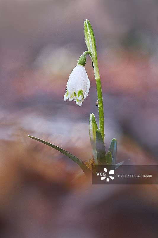 科莱基奥白色开花植物特写，意大利图片素材