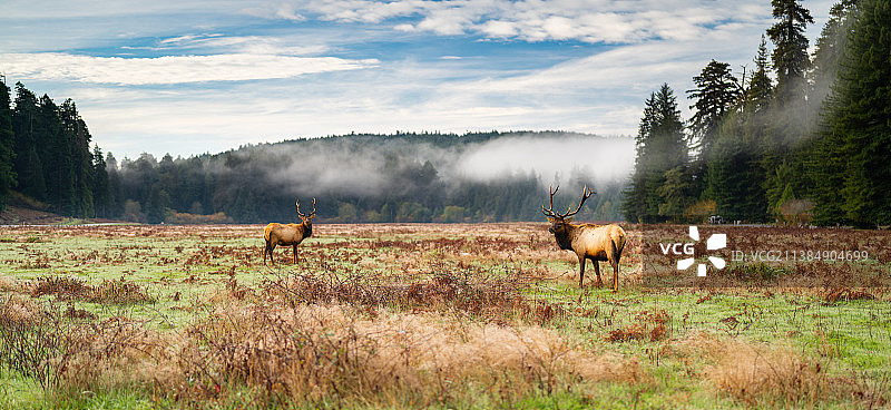 红木国家公园雾天下田野上的红鹿全景，美国加利福尼亚州图片素材