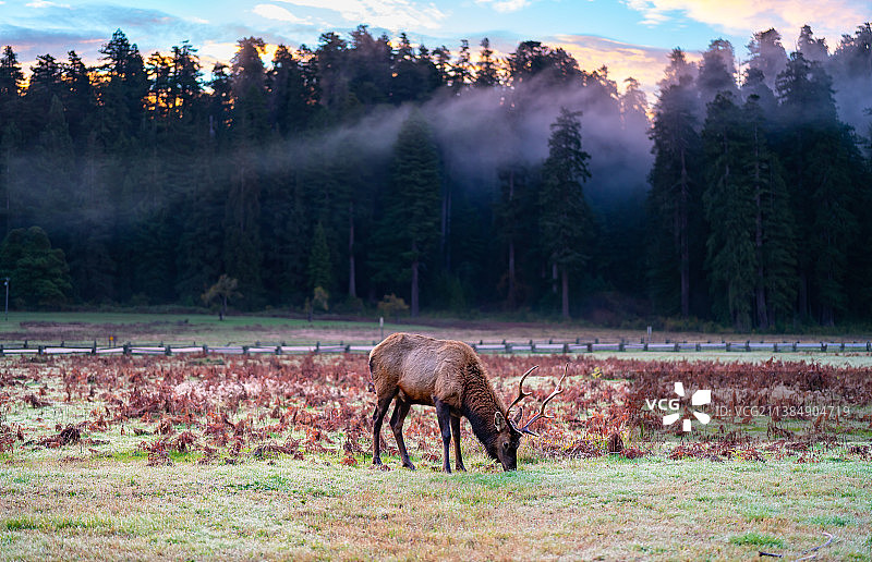 美国加州红杉国家公园和州立公园内，清晨日出时分在山区吃草的鹿的景色图片素材