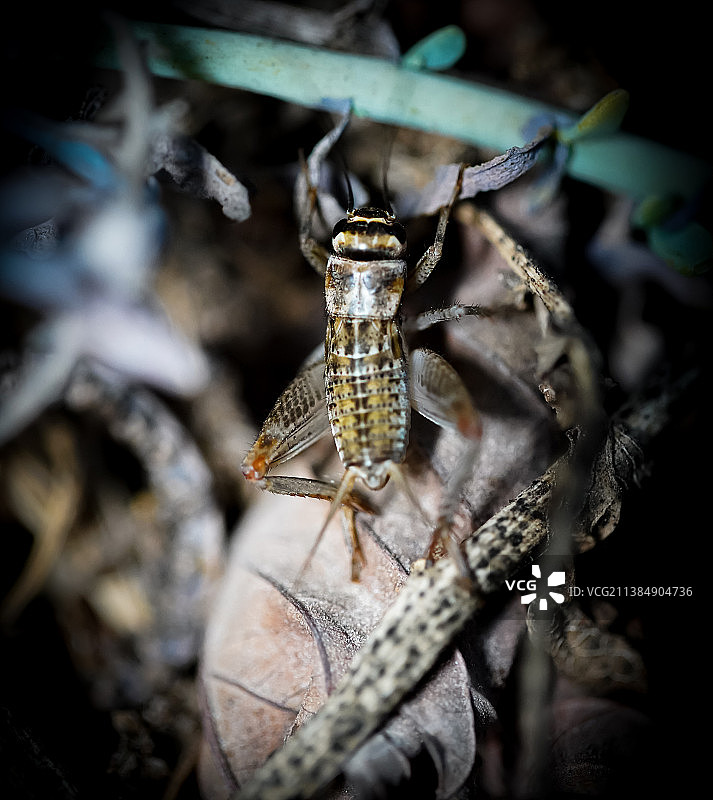 昆虫在植物上的特写图片素材