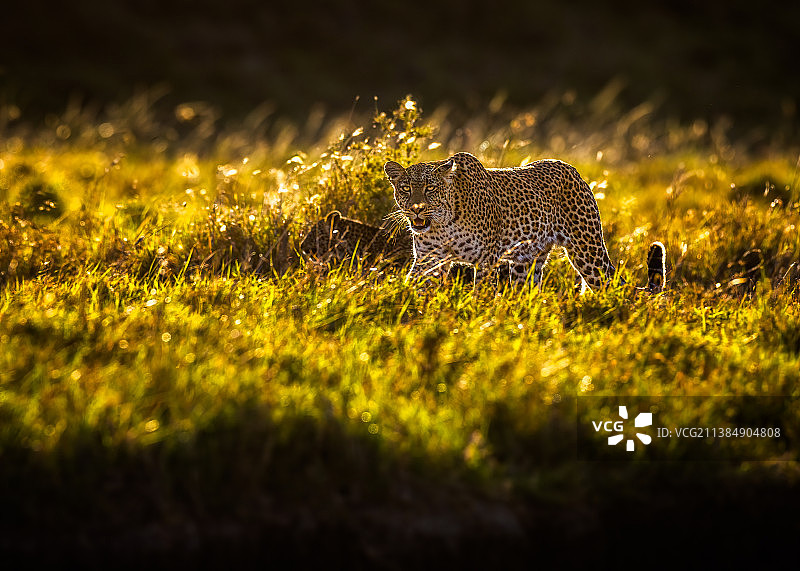 日落时分在肯尼亚马赛马拉草地上行走的豹子画像图片素材