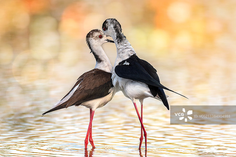 罗密欧与朱丽叶：反嘴鹬栖息在湖中的特写图片素材