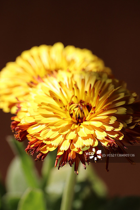 黄色金盏花特写图片素材