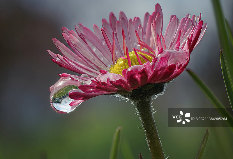 粉红色花朵的特写图片素材
