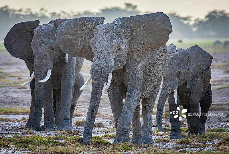 坦桑尼亚塞伦盖蒂国家公园内，白天成群结队的野生动物和大象幼崽图片素材