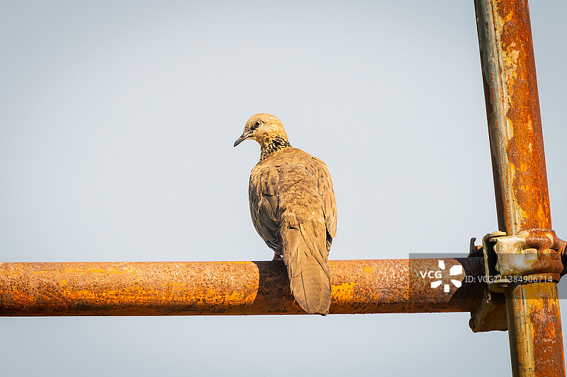 仰视角度拍摄的栖息在栏杆上的斑鸠图片素材