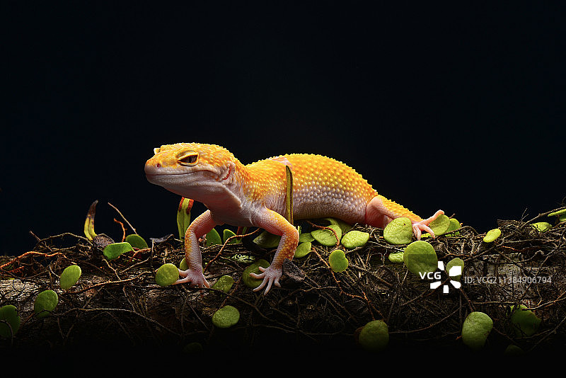 微笑的壁虎：黑色背景下树枝上的壁虎特写，印度尼西亚巴淡市图片素材