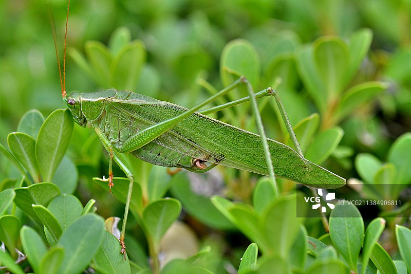 纺织娘，植物上的蚱蜢特写图片素材