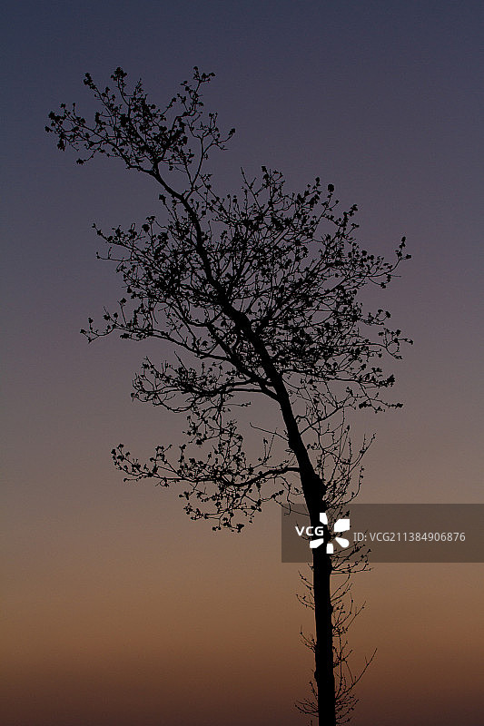 日落时分，天空下树木的剪影低角度视图图片素材