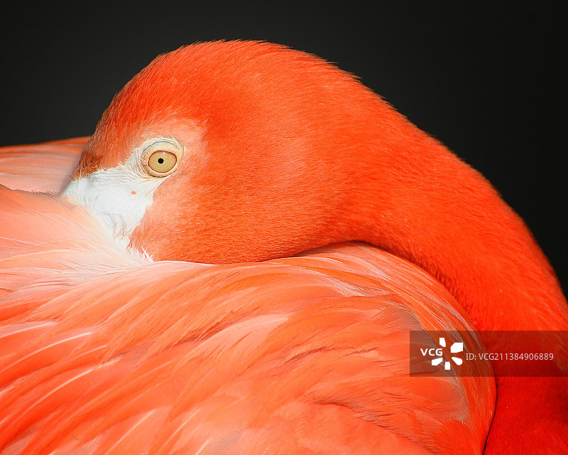 美国宾夕法尼亚州费城火烈鸟特写图片素材