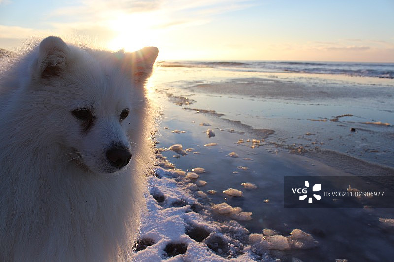 日落时分，立陶宛内林加市雪地上的纯种博美犬肖像图片素材