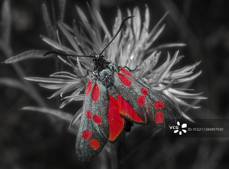 蝴蝶在花上的特写图片素材