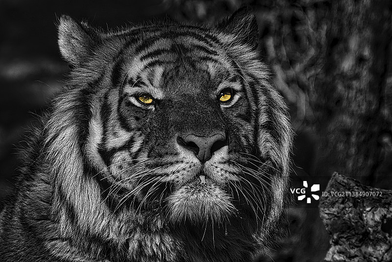 老虎特写肖像，白虎特写肖像图片素材