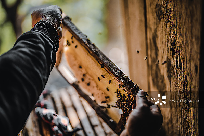 养蜂人手持蜂箱特写图片素材