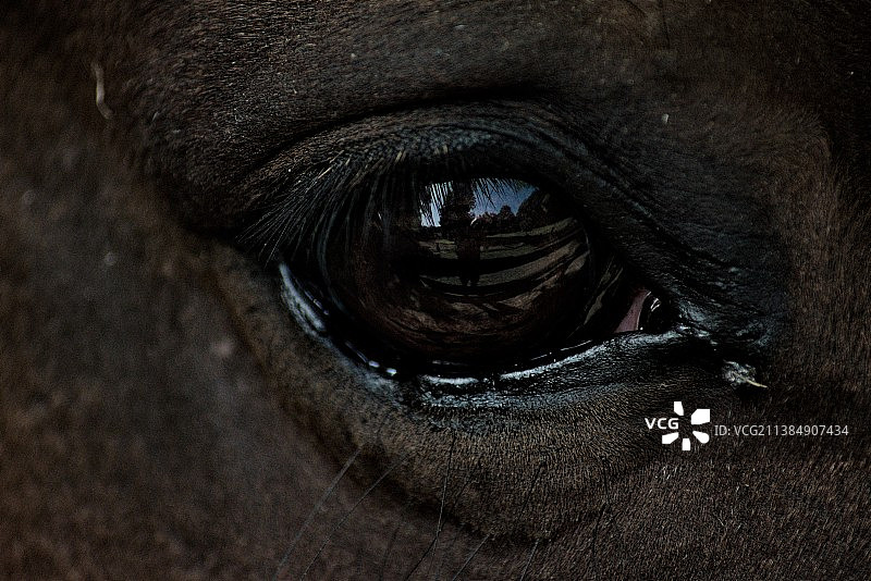 马眼的特写图片素材