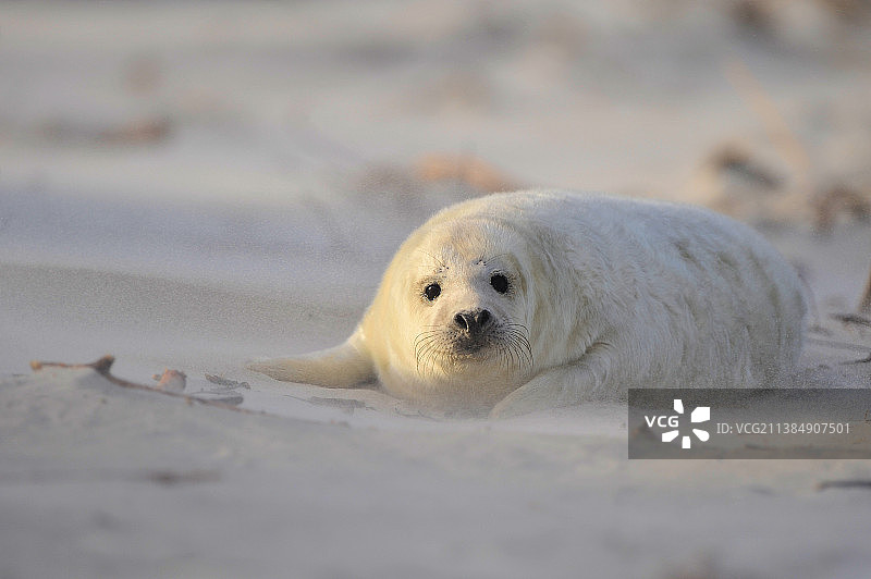 德国黑尔戈兰岛沙滩上熟睡的海豹特写图片素材