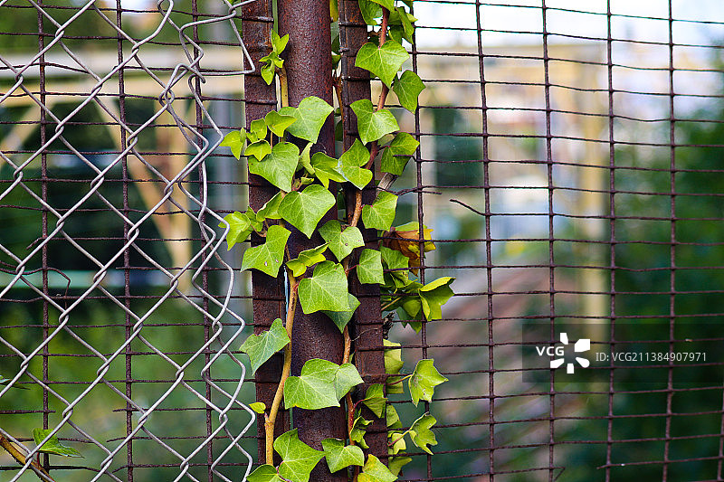 在围栏上生长的常春藤，围栏上生长的常春藤特写图片素材