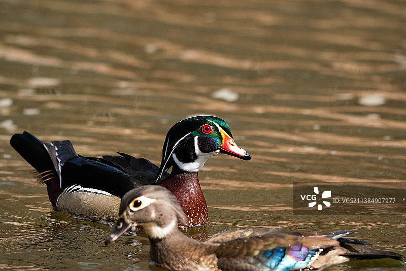 鸳鸯夫妇特写，在华盛顿哥伦比亚特区湖中游泳图片素材