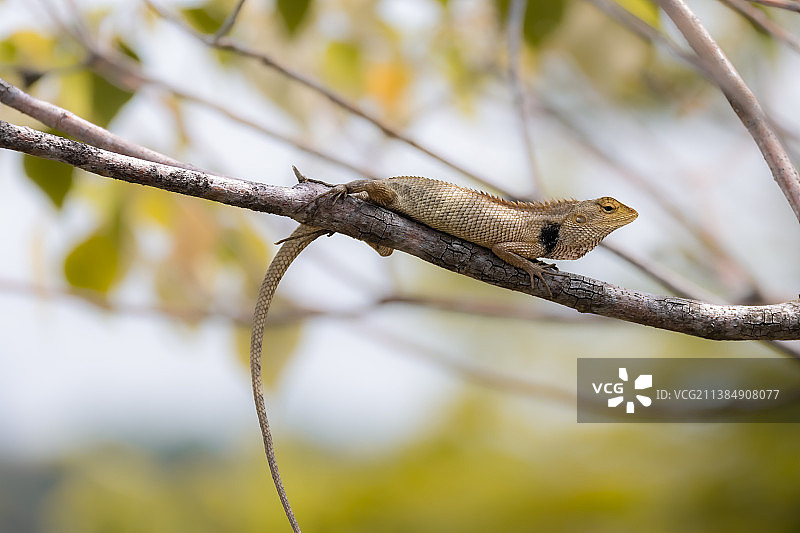 树枝上的变色龙特写图片素材