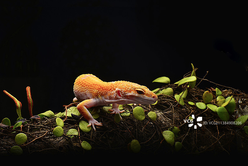 微笑壁虎，壁虎在植物上的特写，黑色背景，印度尼西亚廖内群岛巴淡市图片素材