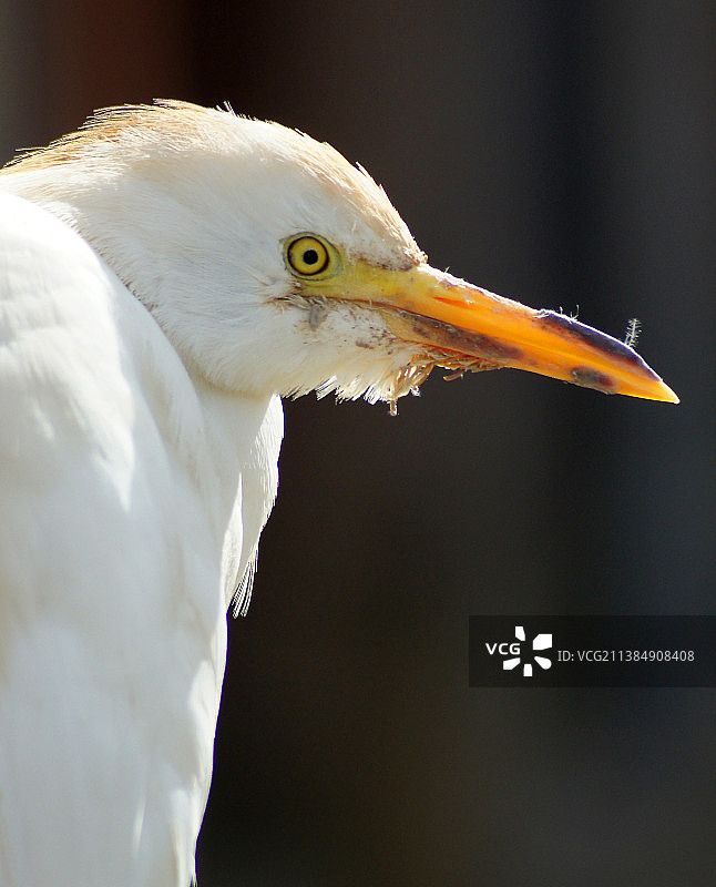 白鹭特写图片素材