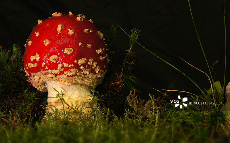 野地上飞蛾木耳菇的特写图片素材