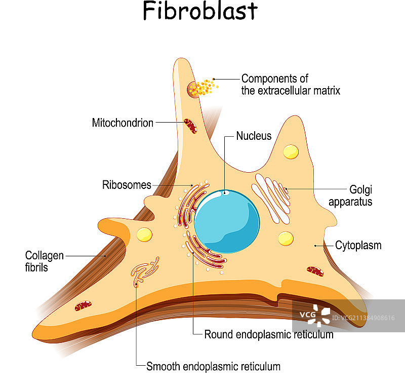 成纤维细胞结构和解剖图片素材