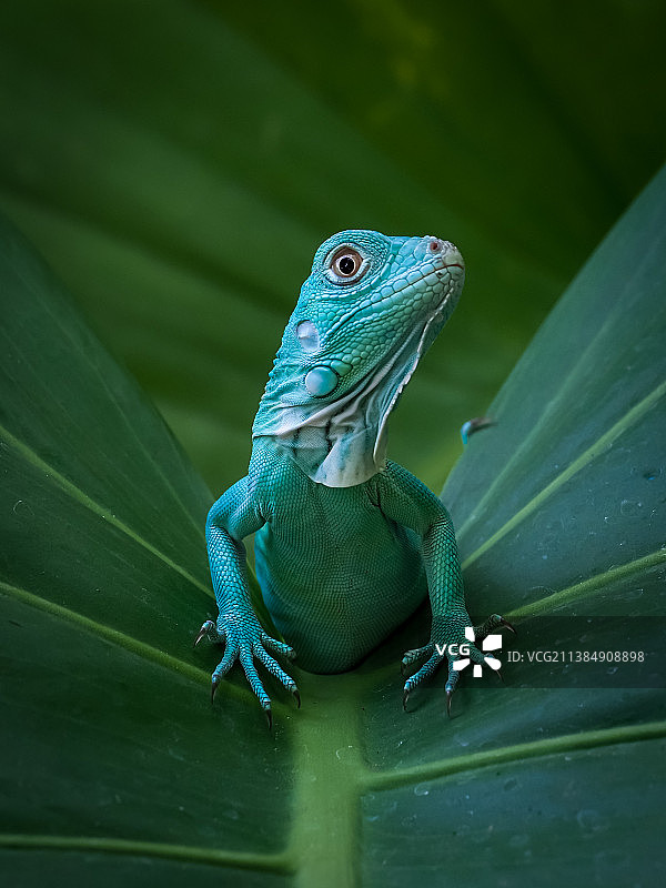 叶子上的蜥蜴特写，叶子上的鬣蜥特写图片素材