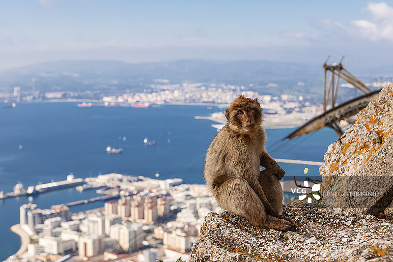 巴巴利猕猴, 直布罗陀巨岩图片素材