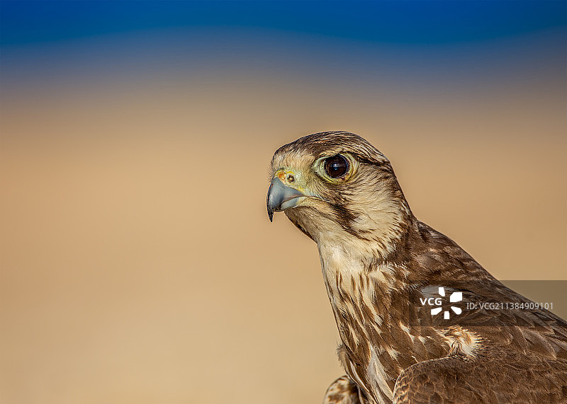 猎隼特写图片素材