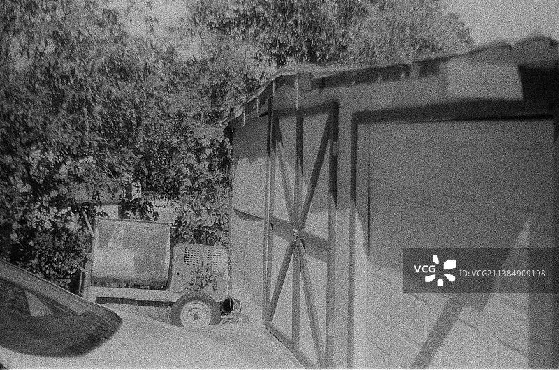 植物映衬下的树木图片素材