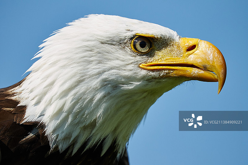 加拿大安大略多佛港的秃鹰特写图片素材