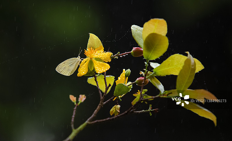 雨中金莲花上的蝴蝶图片素材