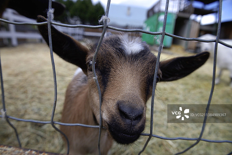 在加拿大，寻找爱的小山羊图片素材