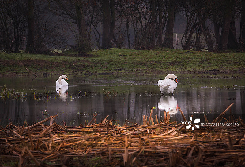 野生环境中的鸟类，迷雾森林中的白天鹅图片素材