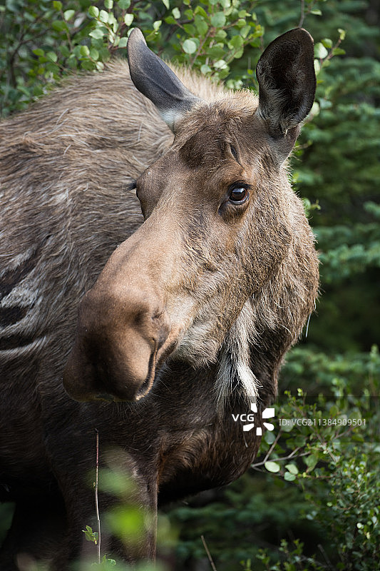 美国阿拉斯加希利原野上站立的驼鹿特写图片素材
