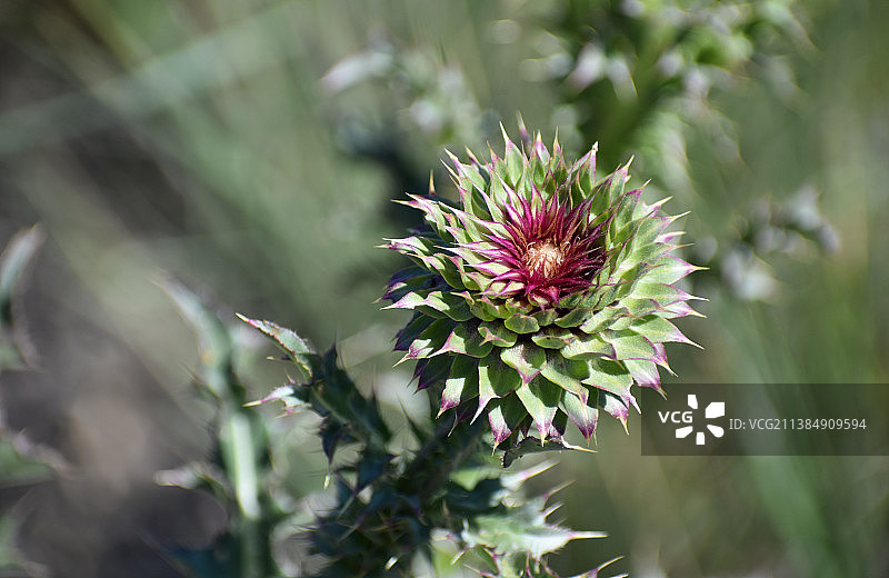 粉色蓟花特写图片素材