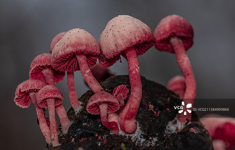 树干上生长的蘑菇特写，德国博尔纳图片素材